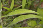 Wavyleaf purple coneflower